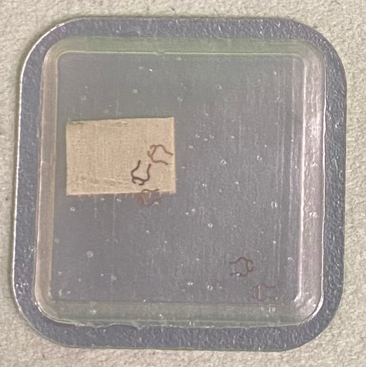 Rolex Caliber 13"72 A Part #374A Spring, Upper & Lower